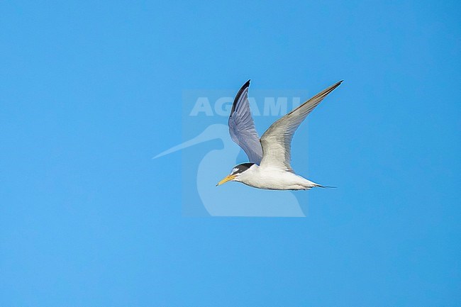 Adult Little Tern flying over Banc d'Arguin, Mauritania. April 10, 2018. stock-image by Agami/Vincent Legrand,