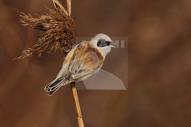Mannetje Buidelmees in rietpluim; Male Eurasian Penduline Tit in reed stock-image by Agami/Daniele Occhiato,