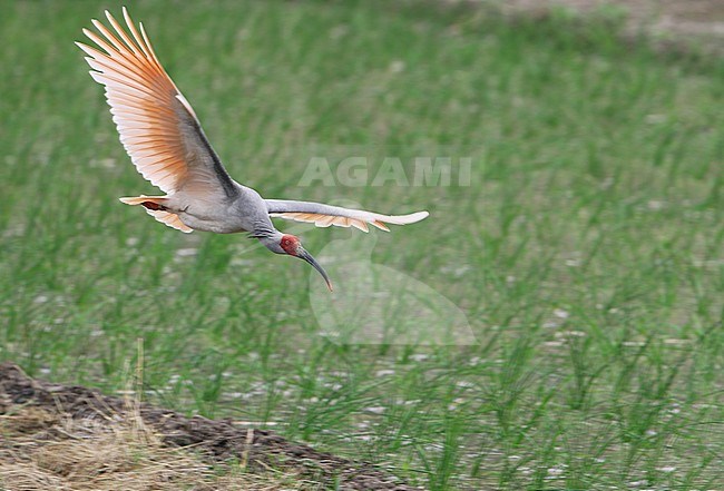 Crested ibis (Nipponia nippon) in flight at Yangxian, Shaanxi, China. Rediscovered in 1981. stock-image by Agami/James Eaton,