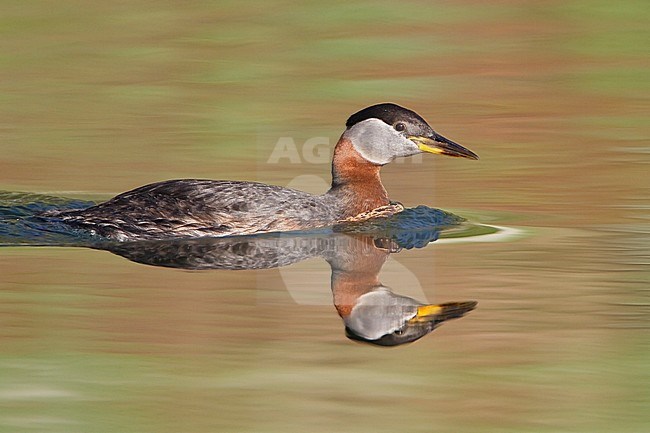 Red-necked Grebe (Podiceps grisegena) in a pond in British Columbia, Canada. stock-image by Agami/Glenn Bartley,