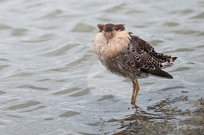 Kemphaan in baltskleed op schelpenstrandje; Ruff in breedingplumage stock-image by Agami/Han Bouwmeester,