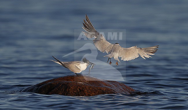 Sandwich Tern, Sterna sandvicensis, pair at Brøndby Strand in Denmark. stock-image by Agami/Helge Sorensen,