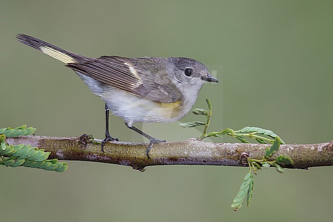 Vrouwtje Amerikaanse Roodstaart, Female American Redstart stock-image by Agami/Brian E Small,