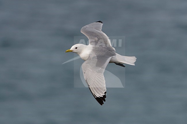 Volwassen Drieteenmeeuw in de vlucht; Adult Black-legged Kittiwake in flight stock-image by Agami/Arie Ouwerkerk,