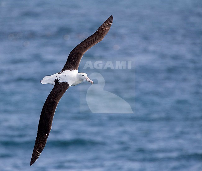 Adult Northern Royal Albatross (Diomedea sanfordi) flying at sea on eye level off Chatham Islands, New Zealand. Showing black upper wings. stock-image by Agami/Marc Guyt,