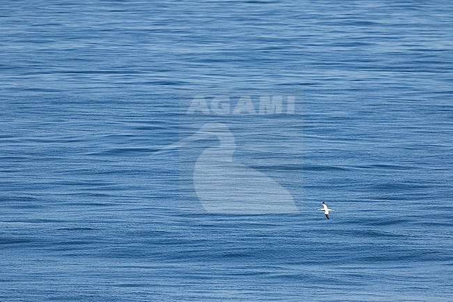 Northern Gannet - Basstölpel - Morus bassanus, Ireland, adult flying over vast open Ocean stock-image by Agami/Ralph Martin,