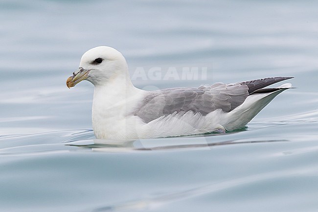 Northern Fulmar (Fulmarus glacialis auduboni), adult swimming stock-image by Agami/Saverio Gatto,