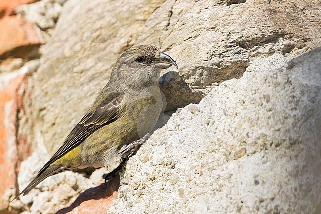 Common Crossbill - Fichtenkreuzschnabel - Loxia curvirostra ssp. curvirostra, Germany, eating minerals from a man-made stone wall stock-image by Agami/Ralph Martin,