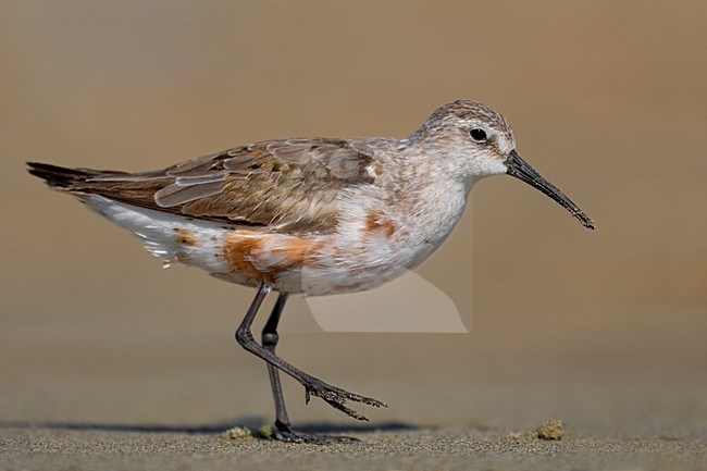 Volwassen Krombekstrandloper in de rui; Moulting adult Curlew Sandpiper stock-image by Agami/Daniele Occhiato,