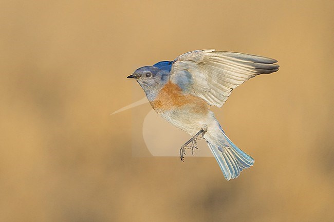 Adult male
Santa Barbara Co., CA
November 2022 stock-image by Agami/Brian E Small,