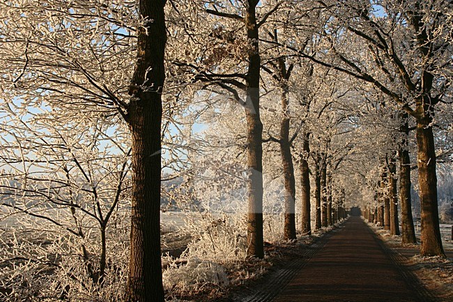 Winter in het Staatsbos; Winter at Staatsbos stock-image by Agami/Theo Douma,