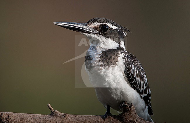 First-winter Pied Kingfisher (Ceryle rudis) perched in hotel garden in Ethiopia. stock-image by Agami/Ian Davies,