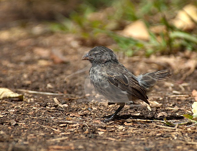 Kleine Grondvink, Small Ground-Finch stock-image by Agami/Roy de Haas,