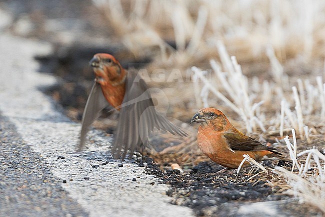 Common Crossbill - Fichtenkreuzschnabel - Loxia curvirostra ssp. curvirostra, Germany, adult male, Type D 'Phantom Crossbill', eating on the side of a tarmac road stock-image by Agami/Ralph Martin,