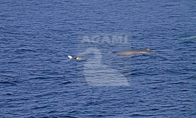 Strap-toothed Whale (Mesoplodon layardii) jumping out of the ocean stock-image by Agami/Pete Morris,