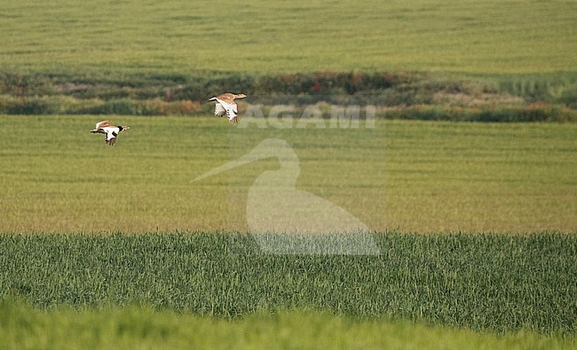 Little Bustard (Tetrax tetrax) male chasing a female at a lek in Catalonia, Spain. stock-image by Agami/Marc Guyt,