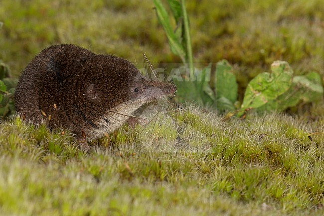 Dwergspitsmuis foeragerend in de vegetatie, Pygmy Shrew foeraging in the vegetation stock-image by Agami/Theo Douma,