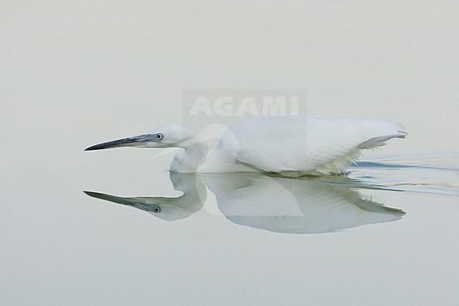 Foeragerende Kleine Zilverreiger; Foraging Little Egret stock-image by Agami/Daniele Occhiato,