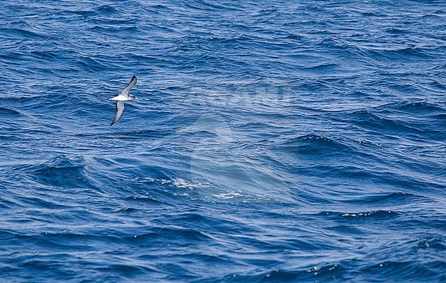 Scopoli's Shearwater (Calonectris diomedea) in the strait of Gibraltar off Tarifa in Spain. Flying over the sea. stock-image by Agami/Marc Guyt,