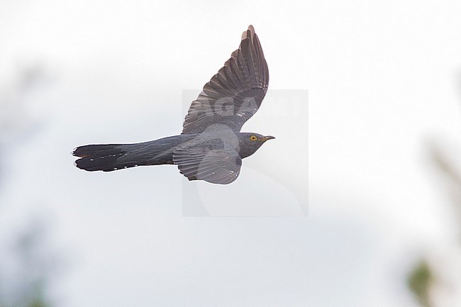 Common cuckoo (Cuculus canorus), adult in flight, Oulu, Northern Ostrobothnia, Finland stock-image by Agami/Saverio Gatto,