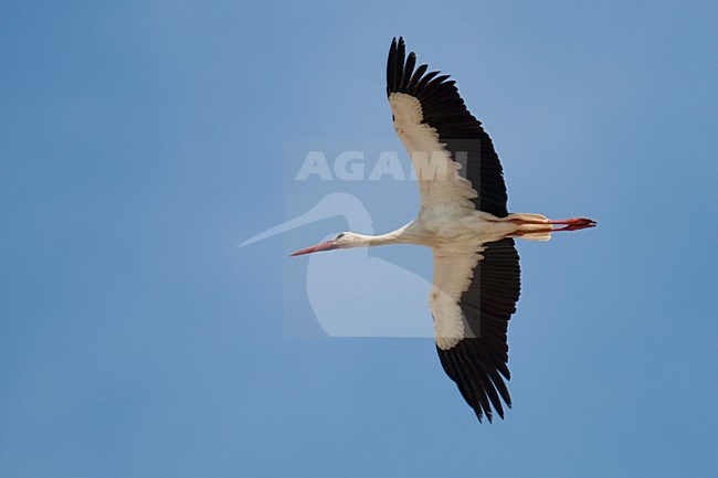 Ooievaar in de vlucht; White Stork in flight stock-image by Agami/Arnold Meijer,