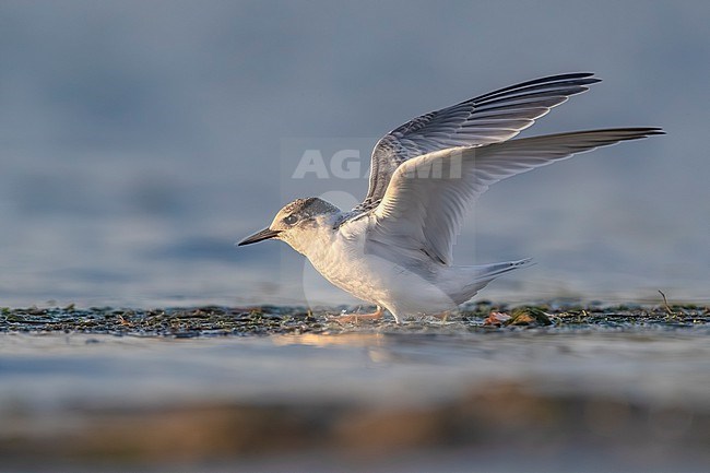 Immature Little Tern, Sternula albifrons, in Italy. stock-image by Agami/Daniele Occhiato,