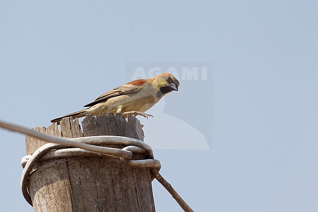 Plain-backed Sparrow (Passer flaveolus) at Petchaburi, Thailand stock-image by Agami/Helge Sorensen,