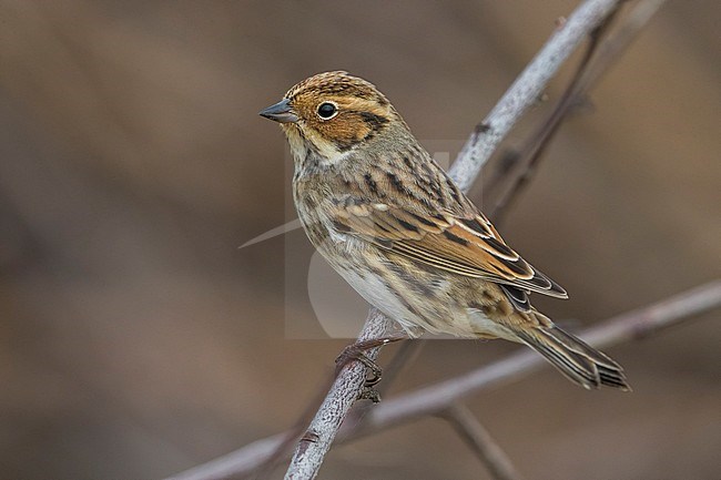 Dwerggors; Little Bunting stock-image by Agami/Daniele Occhiato,