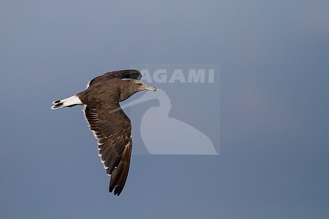 Sooty Gull - Hemprichmöwe - Larus hemprichii, Oman, 3rd cy stock-image by Agami/Ralph Martin,