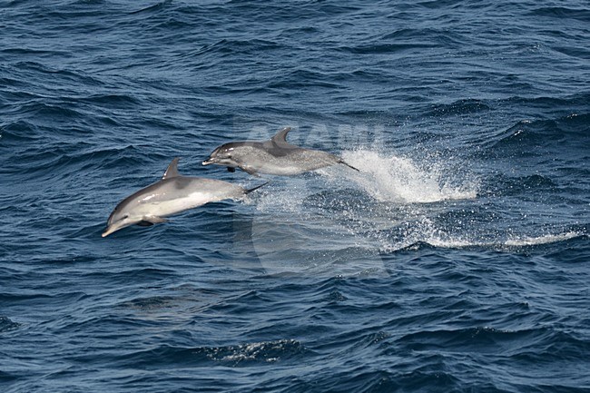  stock-image by Agami/Laurens Steijn,