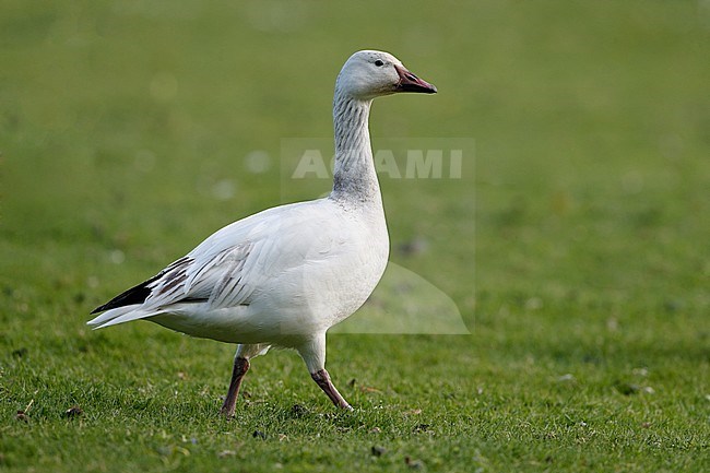 Greater Snow Goose, Chen caerulescens atlanticus (2cy), Gentofte, Denmark stock-image by Agami/Helge Sorensen,