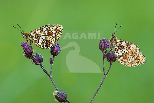 Zilveren Maan / Small Pearl-bordered Fritillary (Boloria selene) stock-image by Agami/Wil Leurs,