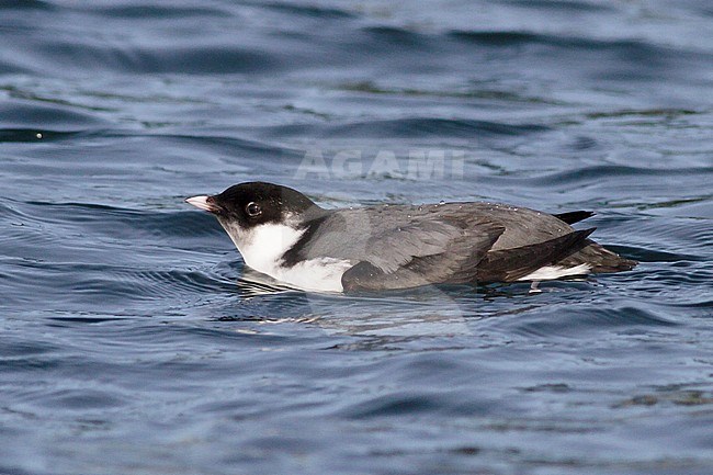 Ancient Murrelet (Synthliboramphus antiquus) swimming on the ocean near Victoria, BC, Canada. stock-image by Agami/Glenn Bartley,