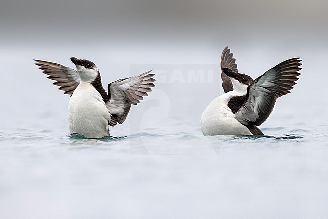 Wintering Razorbill (Alca torda) in Italy. Swimming in a harbour. stock-image by Agami/Daniele Occhiato,