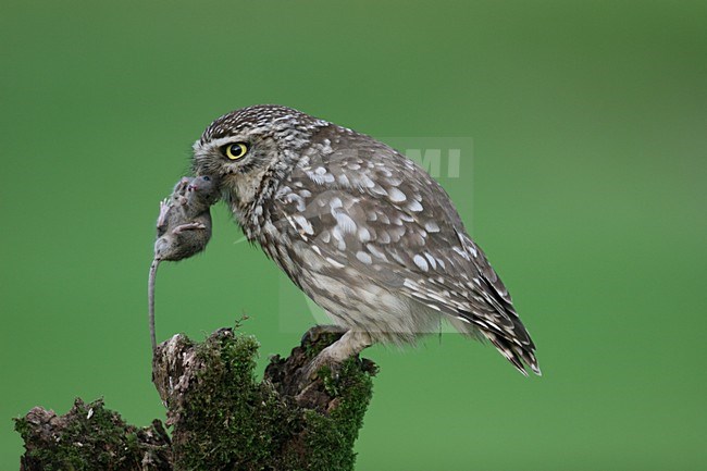 Little Owl perched with a prey; Steenuil zittend met prooi stock-image by Agami/Chris van Rijswijk,