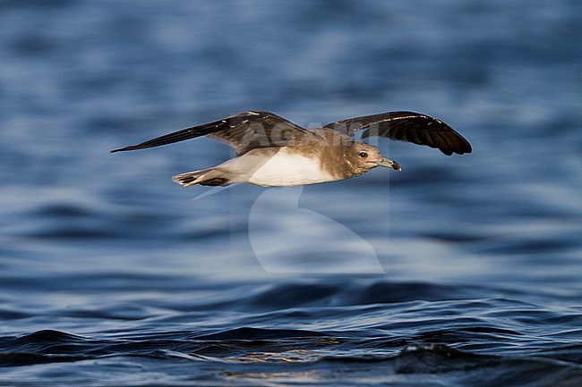 Sooty Gull - Hemprichmöwe - Larus hemprichii, Oman, 3rd cy stock-image by Agami/Ralph Martin,