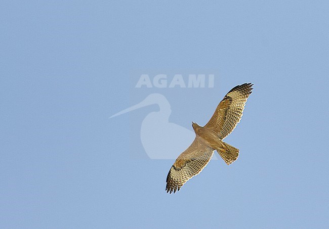 Bonelli's Eagle (Hieratus fasciatus) Sultanate of Oman November 2004 stock-image by Agami/Markus Varesvuo,