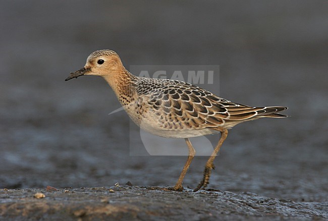 Blonde Ruiter als dwaalgast in Nederland; Vagrant Buff-breasted Sandpiper in the Netherlands stock-image by Agami/Menno van Duijn,