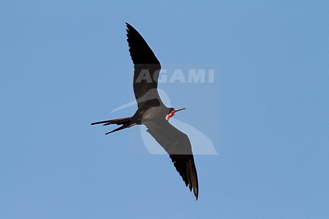 vliegende Amerikaanse fregatvogel; flying Fregata magnificens stock-image by Agami/Chris van Rijswijk,