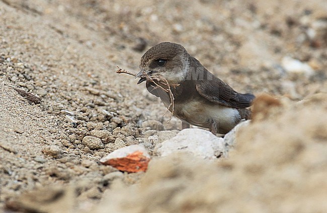 Oeverzwaluw met nestmateriaal; Sand martin with nesting material stock-image by Agami/Jacques van der Neut,