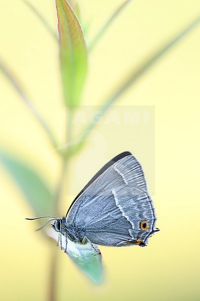 Female Purple Hairstreak stock-image by Agami/Wil Leurs,