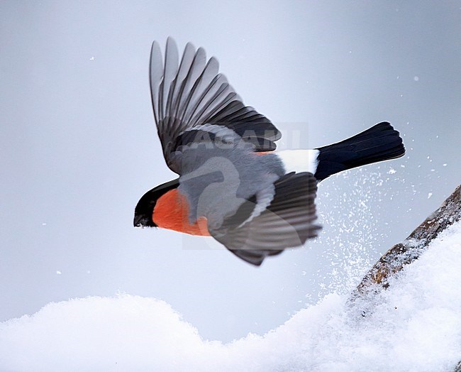 Mannetje Goudvink in vlucht, Male Eurasian Bullfinch in flight stock-image by Agami/Tomi Muukkonen,