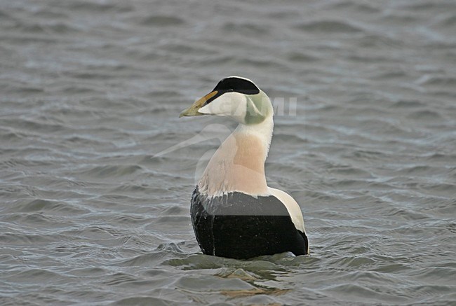 Common Eider adult male swimming; Eider volwassen man zwemmend stock-image by Agami/Reint Jakob Schut,