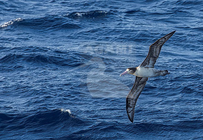 Short-tailed Albatross (Phoebastria albatrus) at sea south of Tokyo, Japan. Also known as Steller's albatross. stock-image by Agami/Marc Guyt,