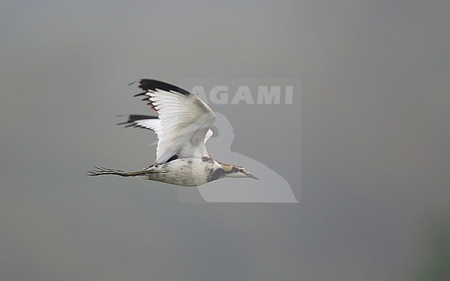 Pheasant-tailed Jacana (Hydrophasianus chirurgus) in flight at Chiang Saen Lake, Thailand stock-image by Agami/Helge Sorensen,