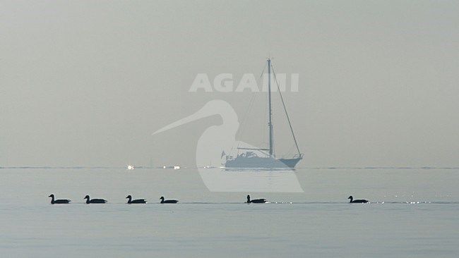 Boot en ganzen op het IJsselmeer, Boat and geeze at IJsselmeer stock-image by Agami/Wil Leurs,