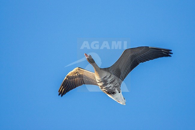 Kolgans vliegend; Greater White-fronted Goose flying stock-image by Agami/Menno van Duijn,