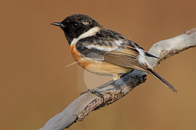 Mannetje Roodborsttapuit; Male European Stonechat stock-image by Agami/Daniele Occhiato,