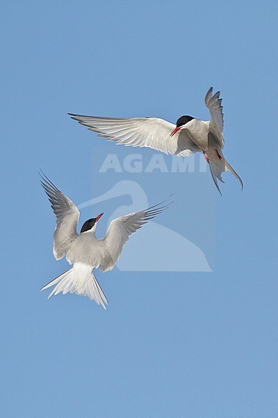 Arctic Tern (Strena paradisaea) flying in Churchill, Manitoba, Canada. stock-image by Agami/Glenn Bartley,