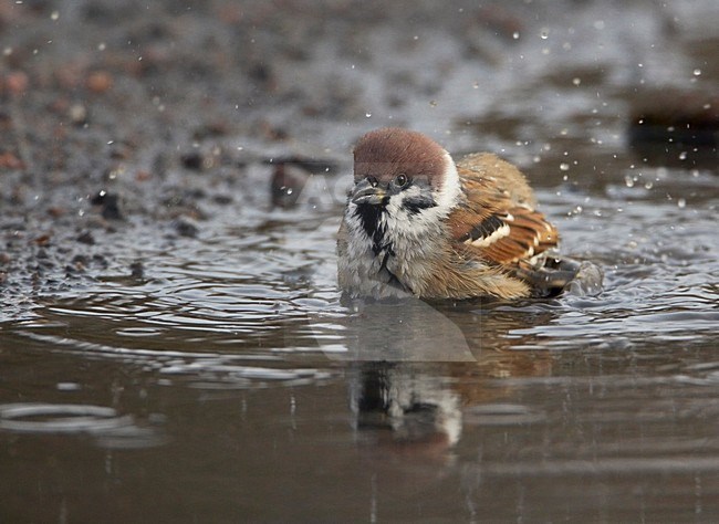 Badderende Ringmus; Bathing Eurasian Tree Sparrow stock-image by Agami/Markus Varesvuo,